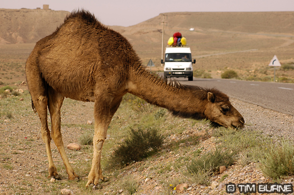 Speed_Humps