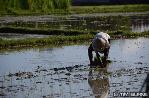 Planting Rice in Bali's Paddy Fields