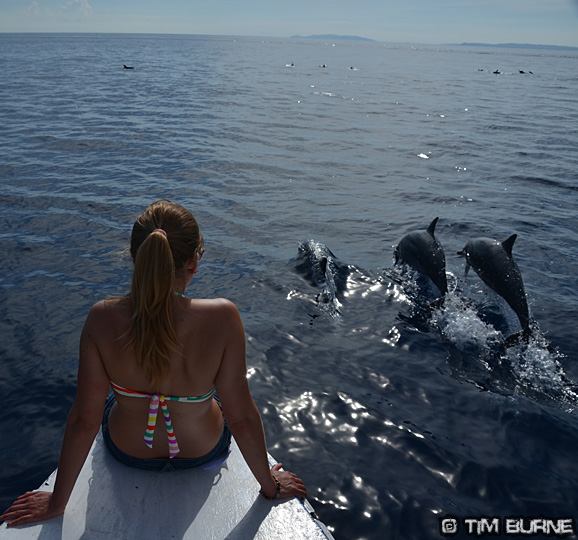 Dolphins in Sulawesi