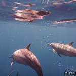 More dolphins