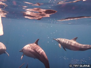 More dolphins