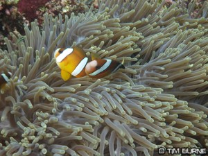 Clownfish