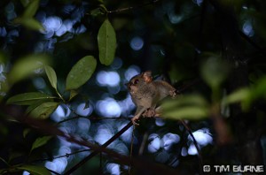Tarsiers - one of the worlds smallest monkeys