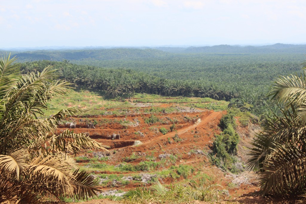 Malaysia is the world's largest exporter of palm oil. We witnessed first hand the effect this has on the environment; loss of biodiversity, flash floods, relocating indigenous tribes and landslides is just the start.