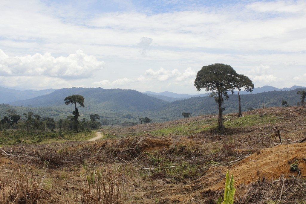 A common view in Malaysia. Virgin jungle is logged and replaced by ether palm oil and rubber plantations or Acacia tress used to make white paper.