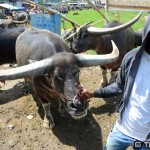 Buffalo are a prized commodity in the Torajean highlands