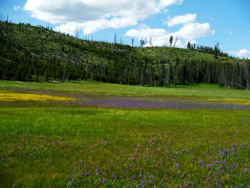 Wildflowers by JK