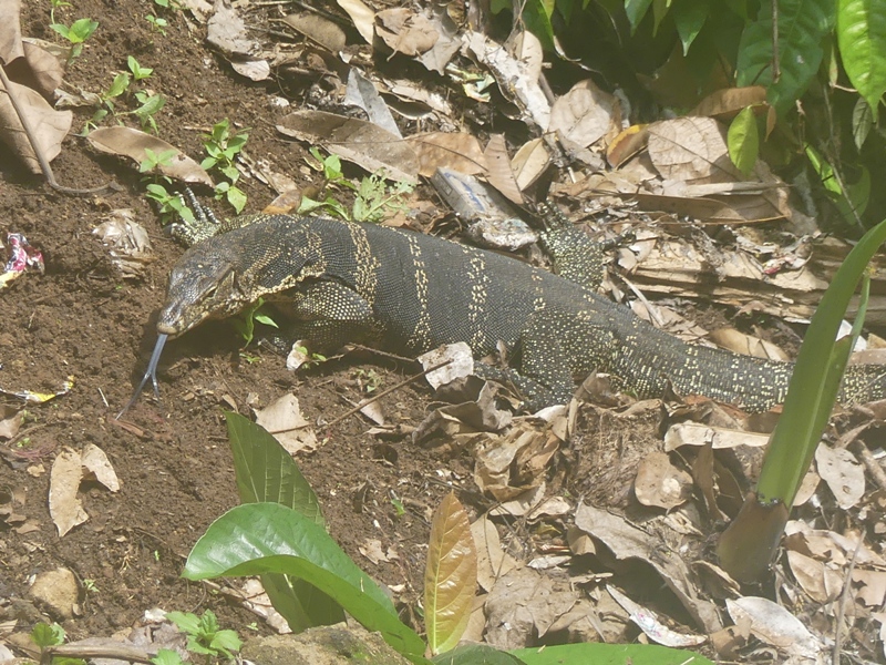 Monitor Lizard