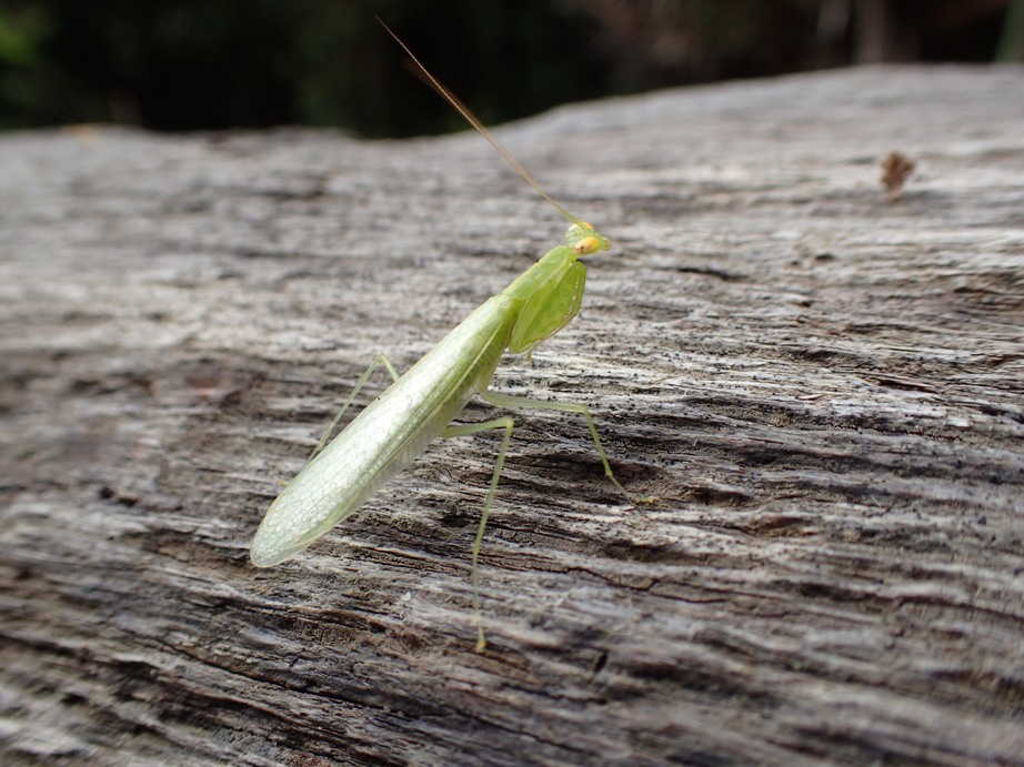 Praying Mantis!