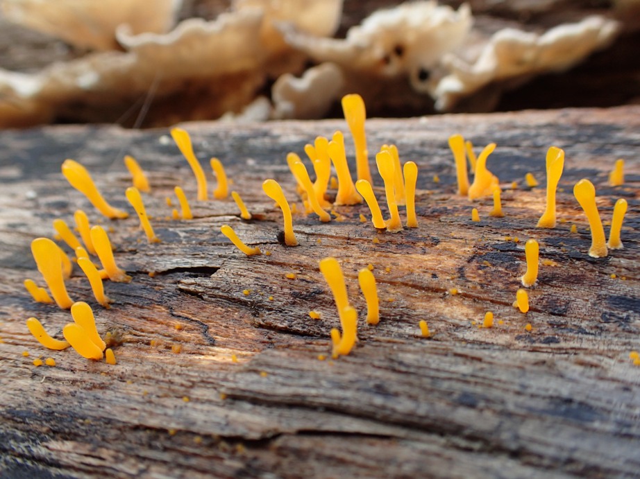 Fungi or little aliens?